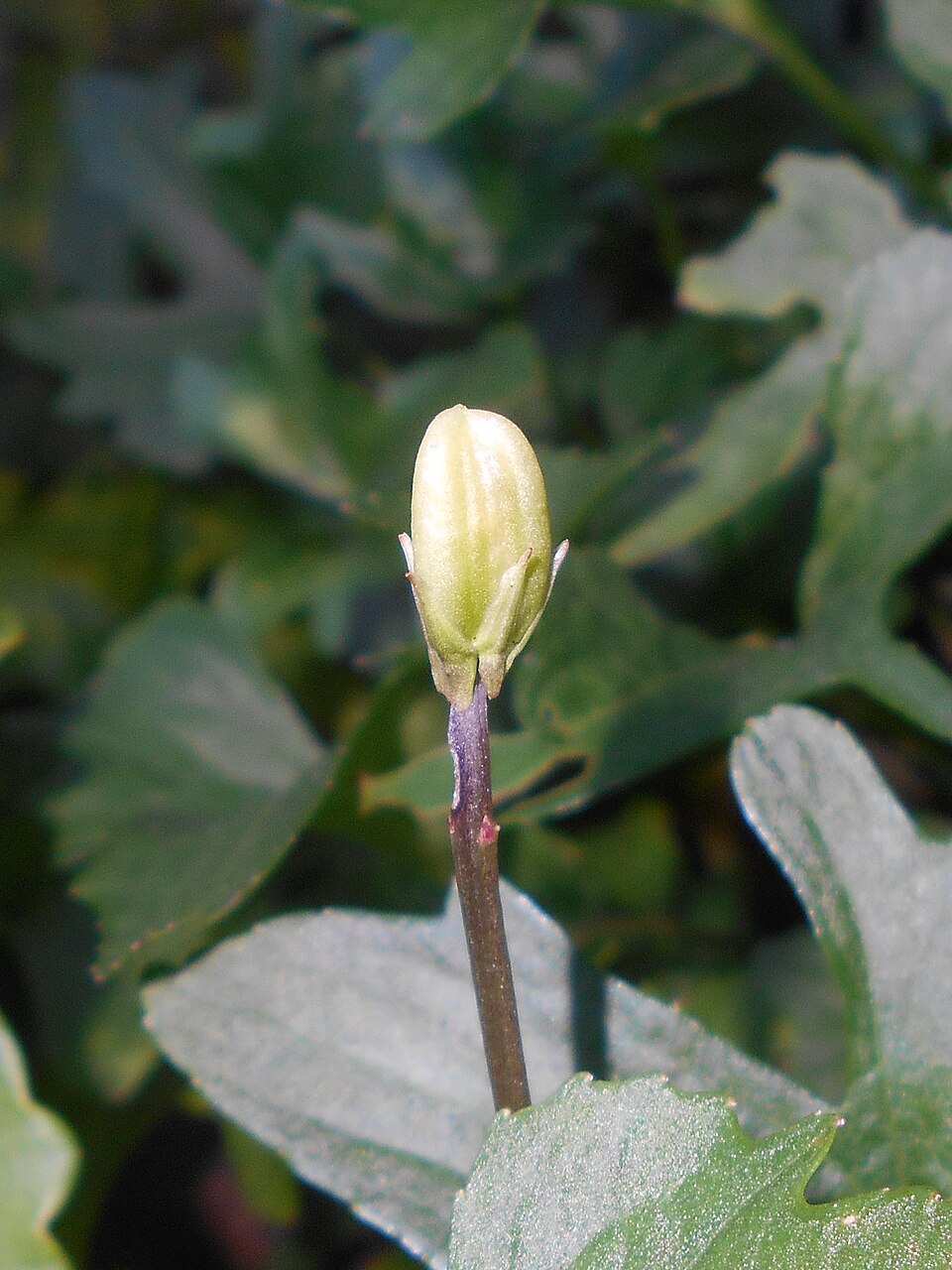 Viola palmata (three-lobed violet) (alternate view 8)