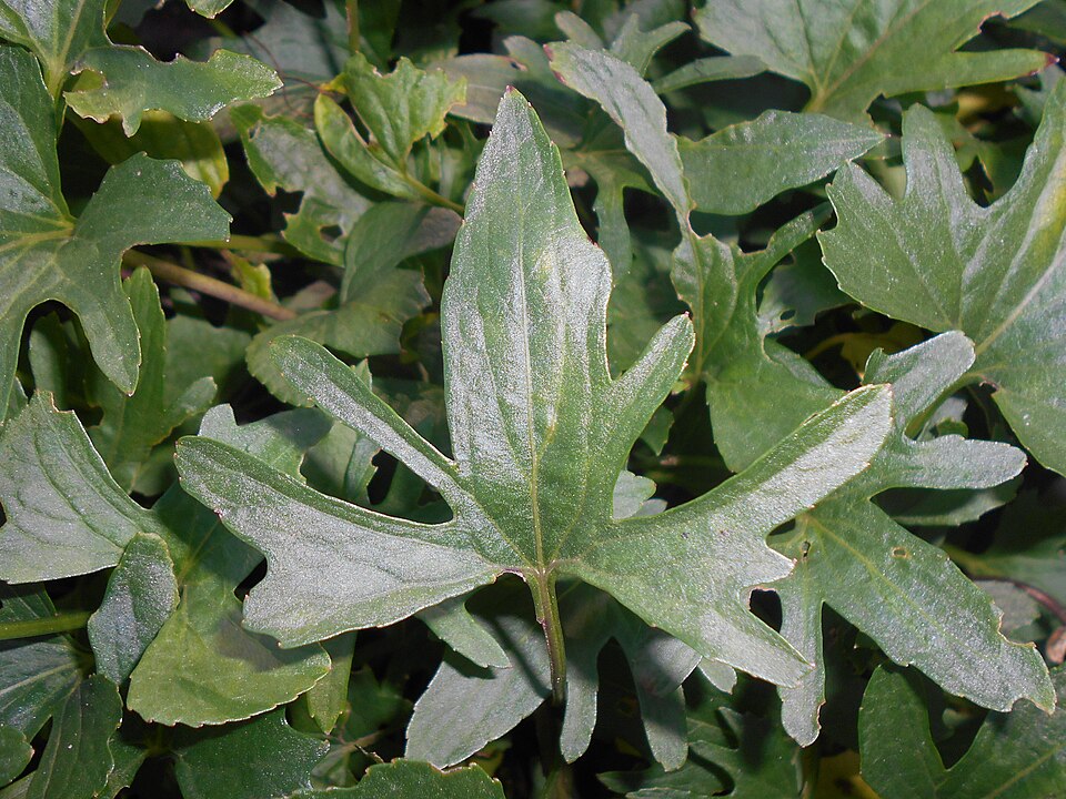 Viola palmata (three-lobed violet) (alternate view 10)
