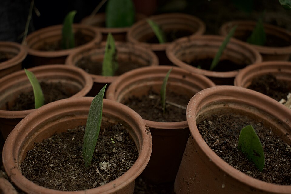 Zamioculcas