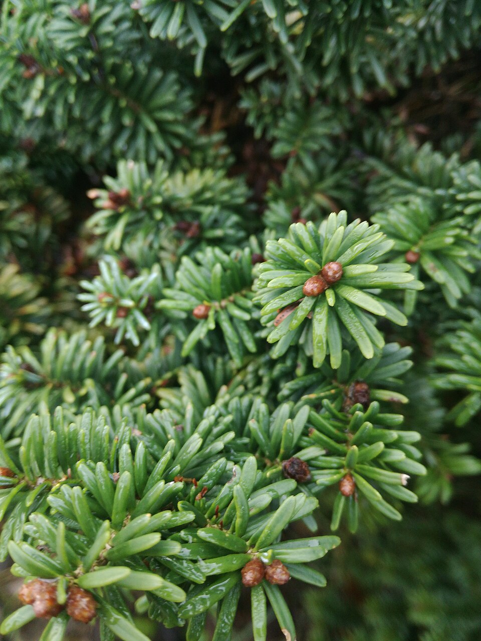 Abies balsamea 'Nana' (Dwarf Balsam Fir) (alternate view 2)
