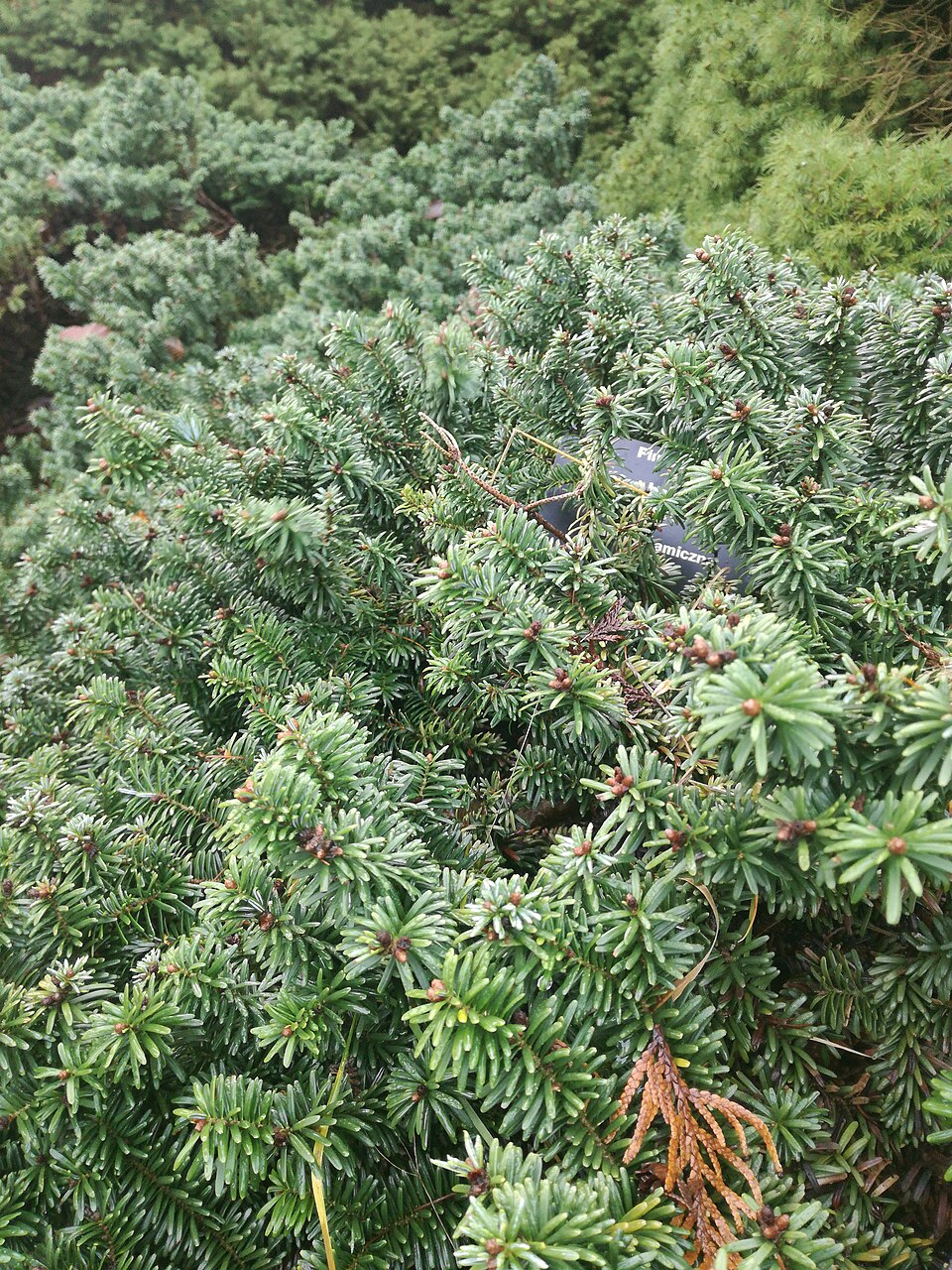 Abies balsamea 'Nana' (Dwarf Balsam Fir) (alternate view 3)