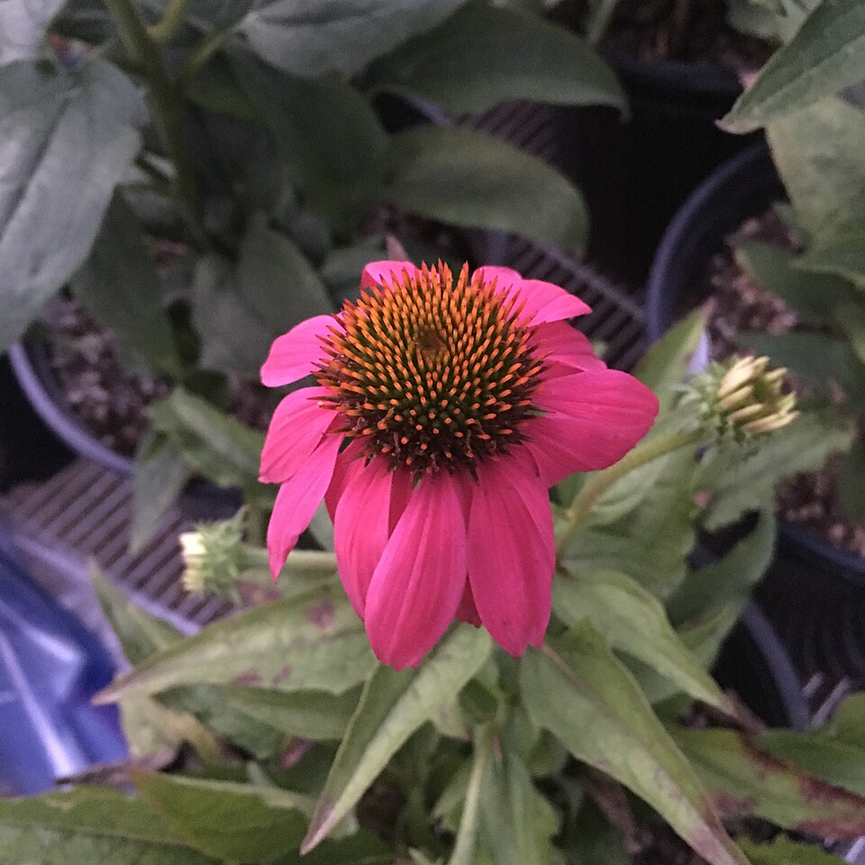 Echinacea purpurea 'PowWow Wild Berry' (PowWow Wild Berry Coneflower)