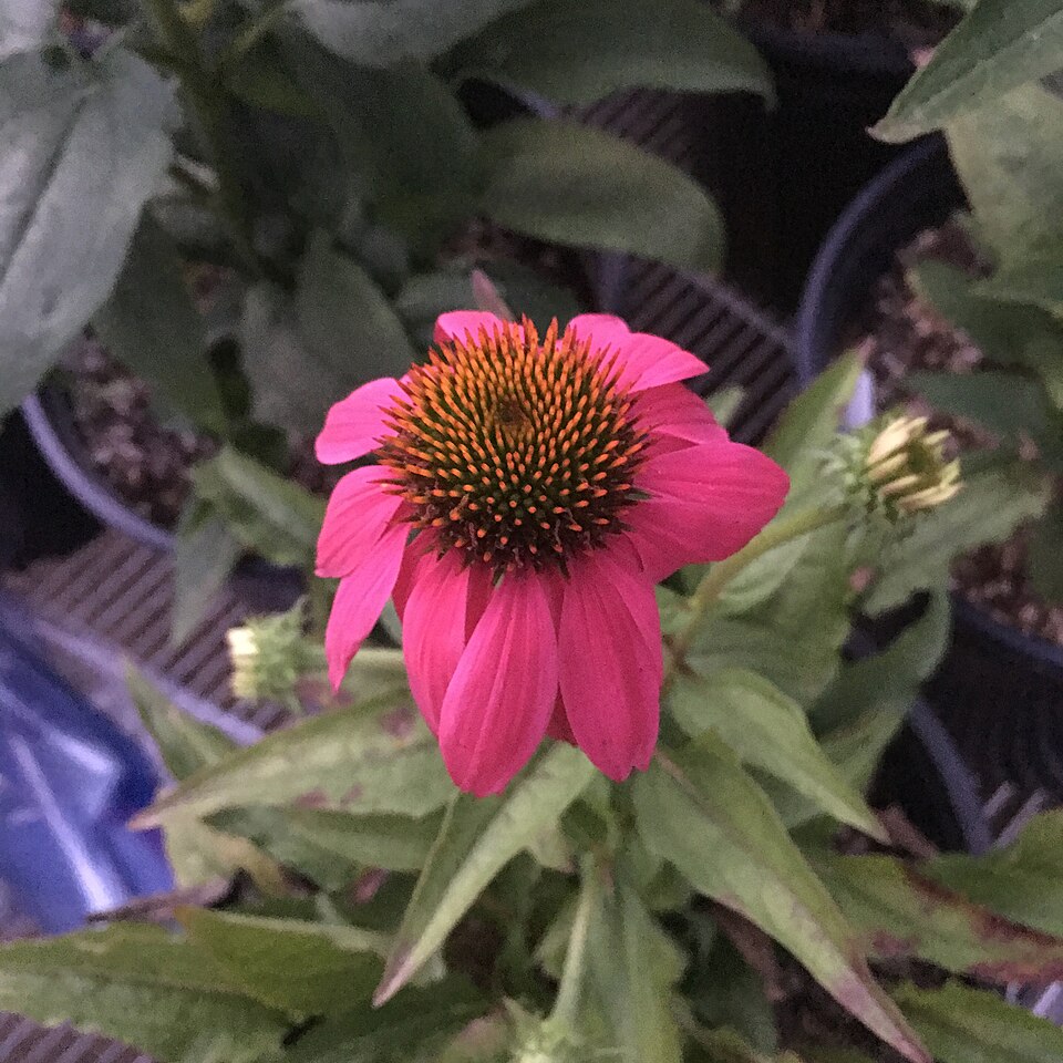 Echinacea purpurea 'PowWow Wild Berry' (PowWow Wild Berry Coneflower) (alternate view 2)