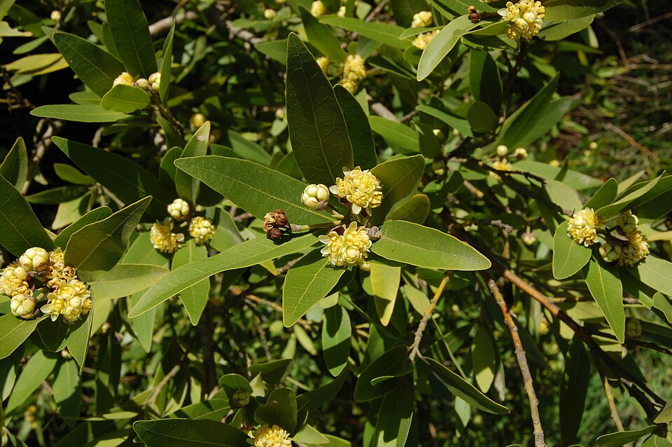 Umbellularia californica (California bay) (alternate view 8)