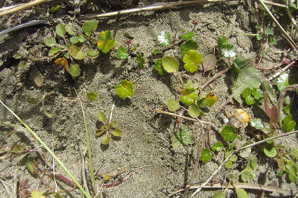 Hydrocotyle novae-zeelandiae (alternate view 7)