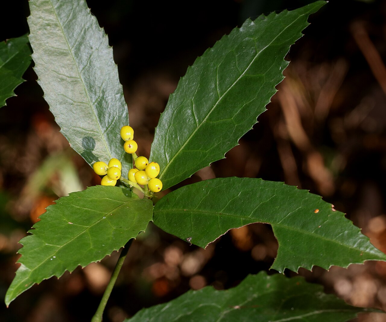 Sarcandra glabra, Senryo — upright evergreen (Chloranthaceae) (image 8 of 10)