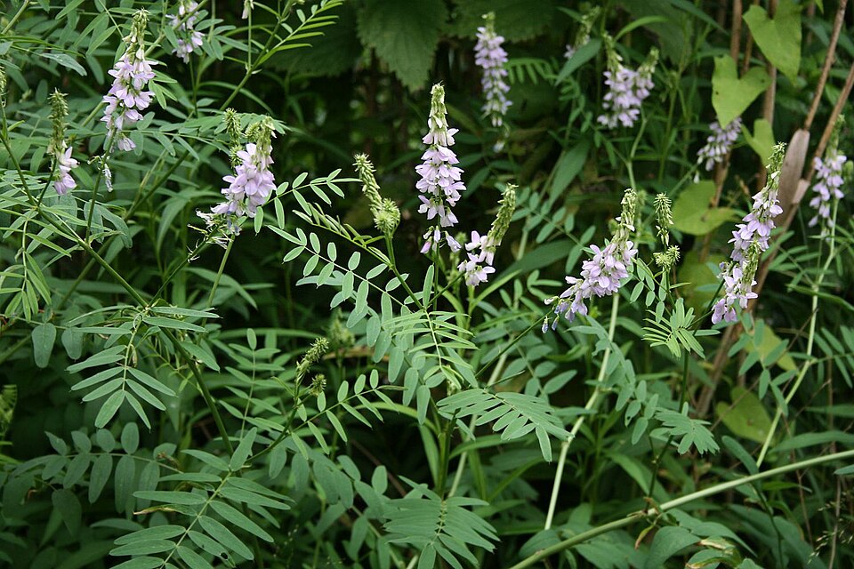 Galega officinalis (common milkpea)