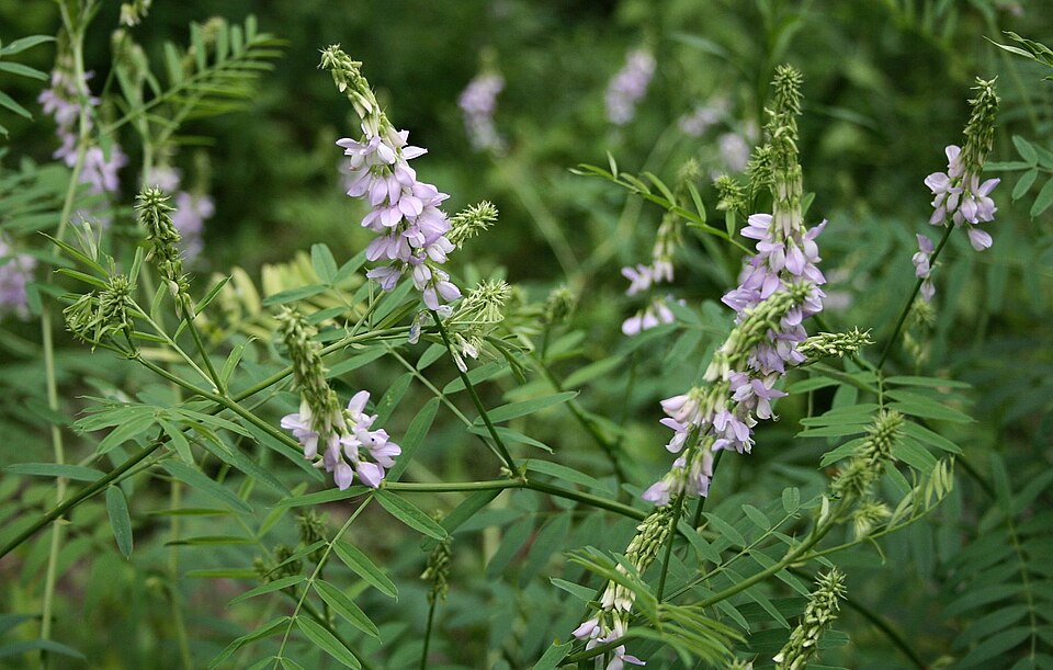 Galega officinalis (common milkpea)