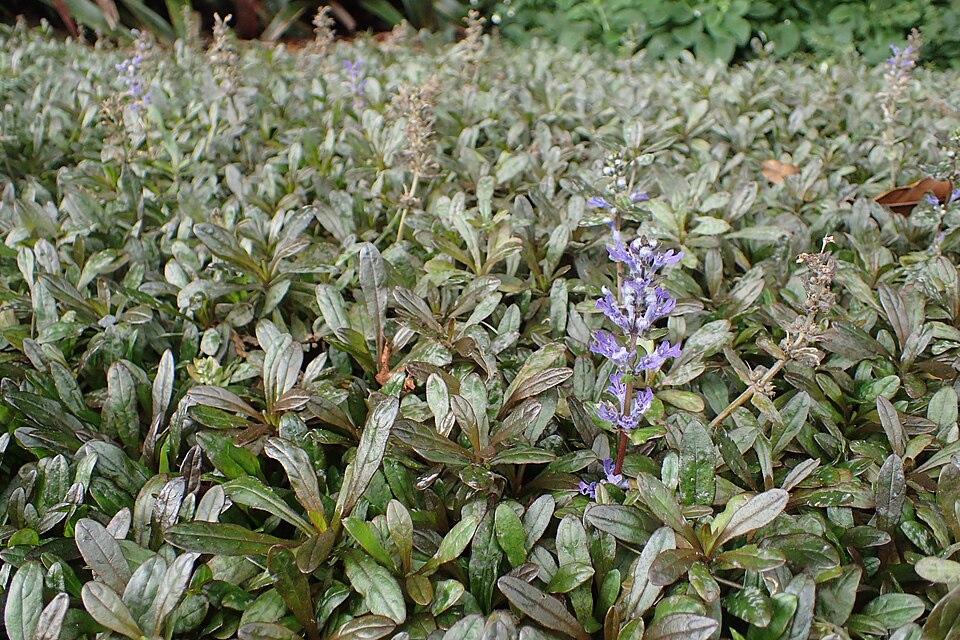 Ajuga reptans 'Chocolate Chip' (Chocolate Chip Bugleweed) (alternate view 4)