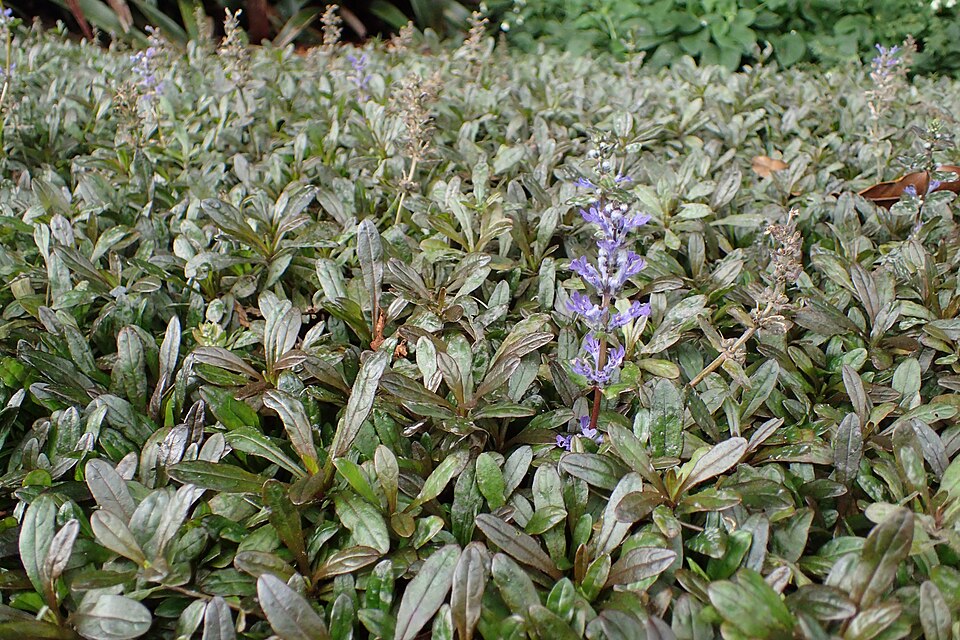 Ajuga reptans 'Chocolate Chip' (Chocolate Chip Bugleweed) (alternate view 5)