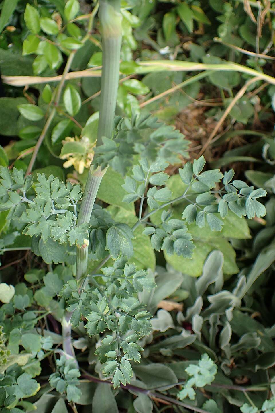 Thalictrum flavum ssp. glaucum (Yellow Meadow Rue)