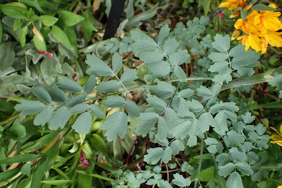 Thalictrum flavum ssp. glaucum (Yellow Meadow Rue) (alternate view 2)