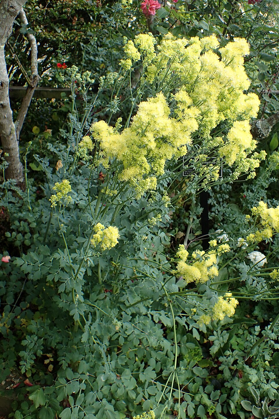 Thalictrum flavum ssp. glaucum (Yellow Meadow Rue) (alternate view 3)