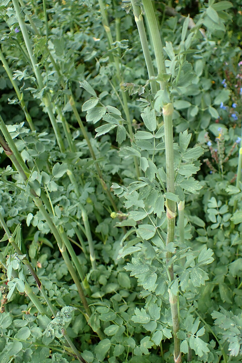 Thalictrum flavum ssp. glaucum (Yellow Meadow Rue) (alternate view 4)