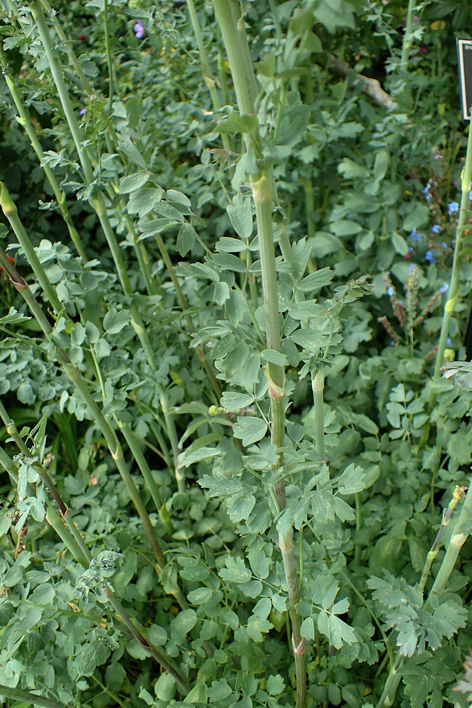 Thalictrum flavum ssp. glaucum (Yellow Meadow Rue) (alternate view 5)