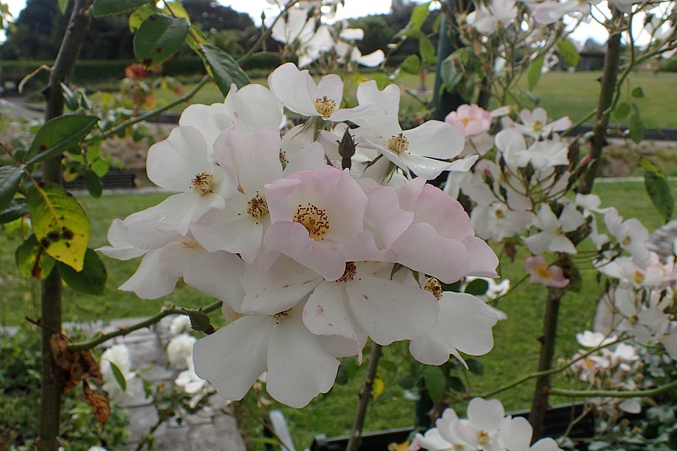 Rosa 'Francis E. Lester' (Francis E. Lester Rose) (alternate view 4)