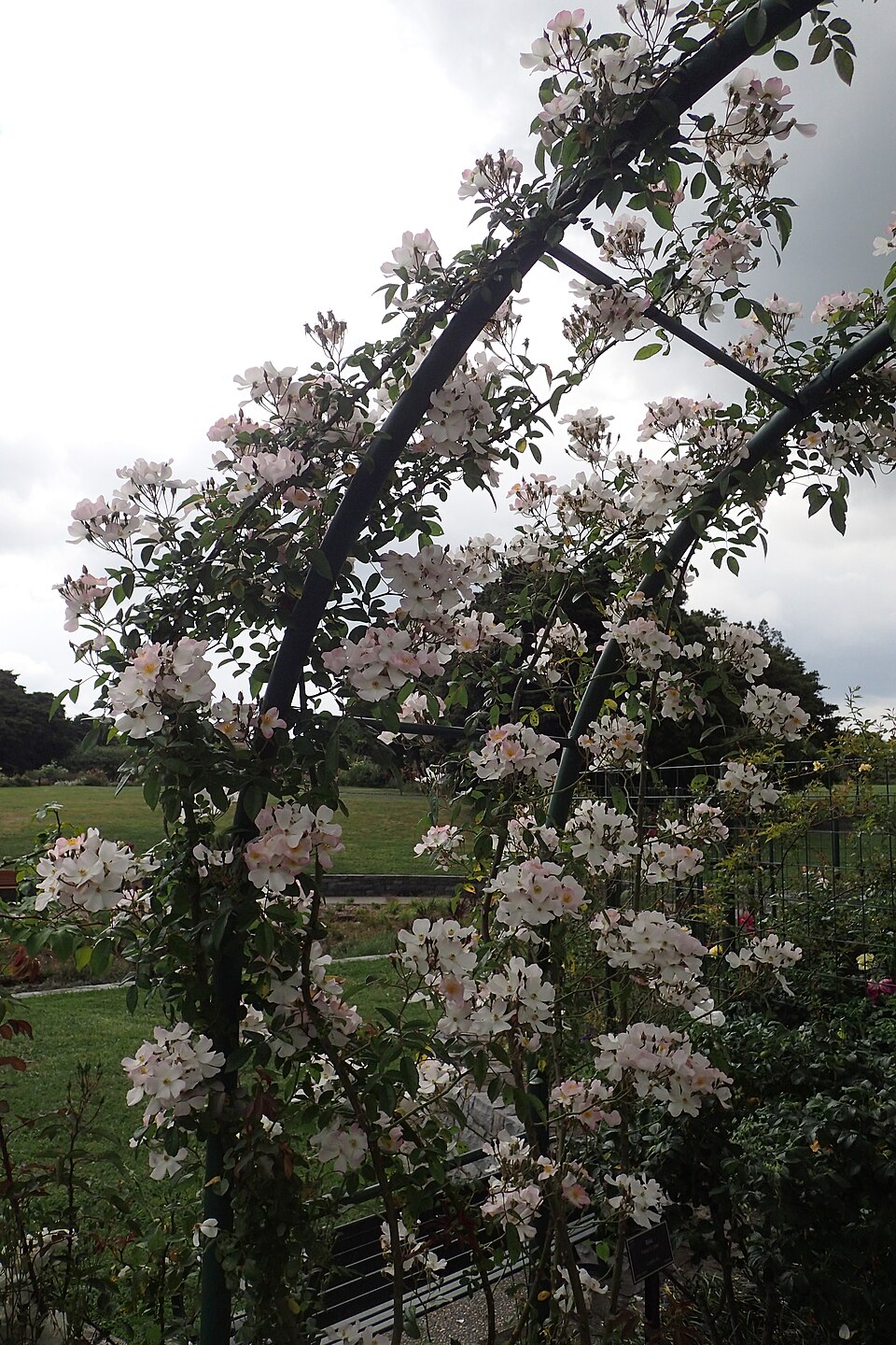 Rosa 'Francis E. Lester' (Francis E. Lester Rose) (alternate view 5)