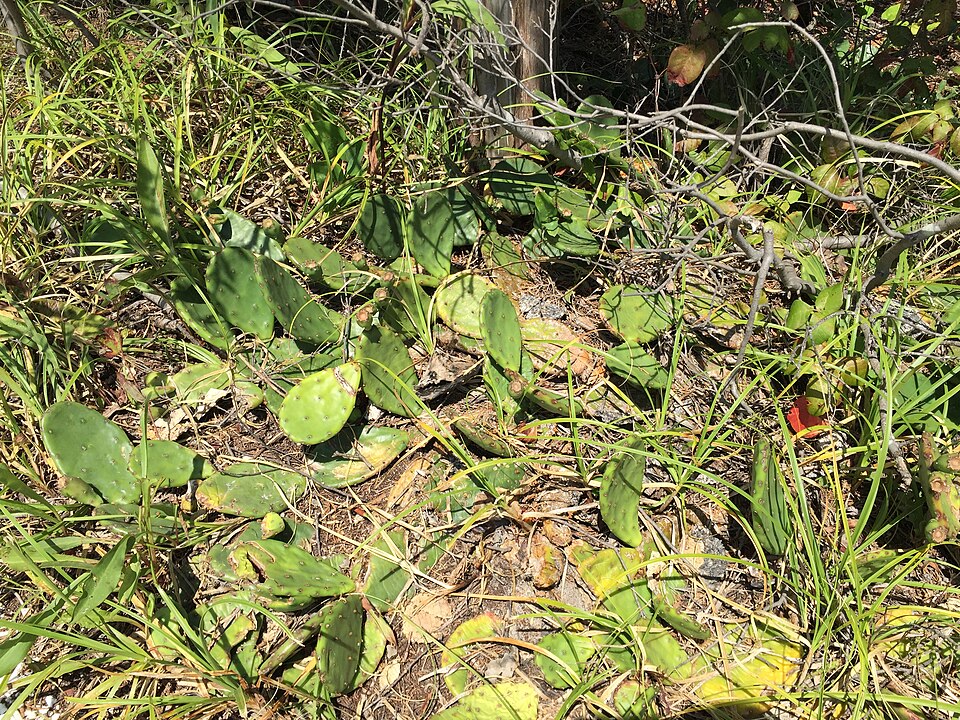 Opuntia humifusa (low pricklypear) (alternate view 8)
