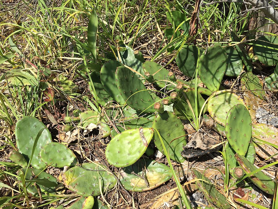 Opuntia humifusa (low pricklypear) (alternate view 10)