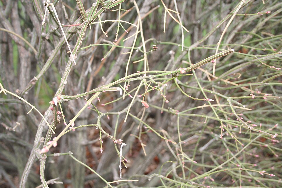 Euonymus alatus (Burning Bush) (alternate view 9)