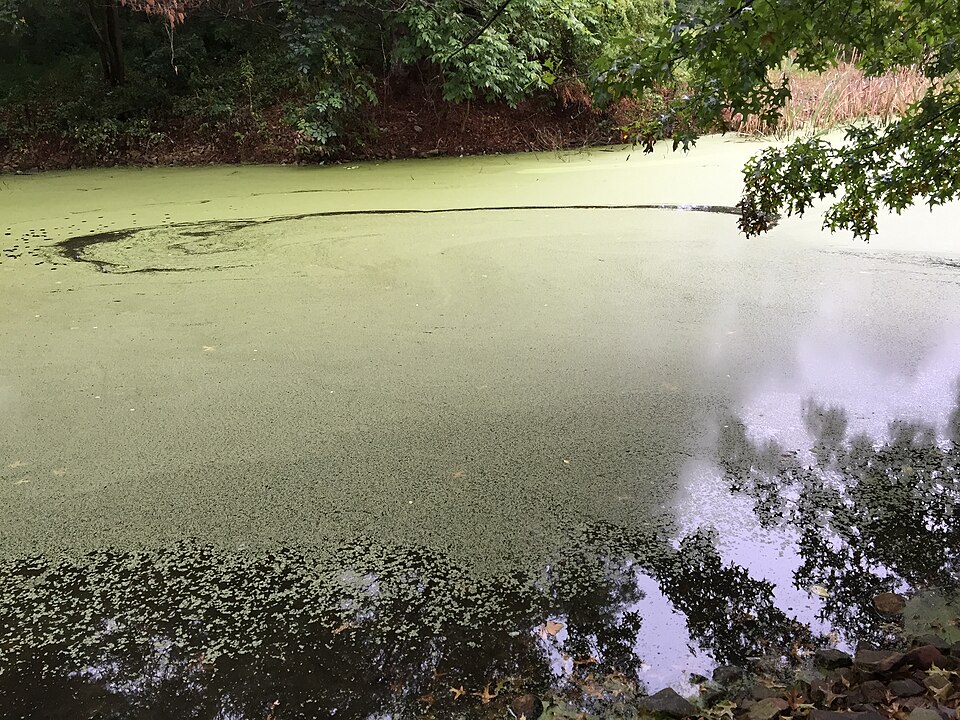 Lemna minor (Common Duckweed)