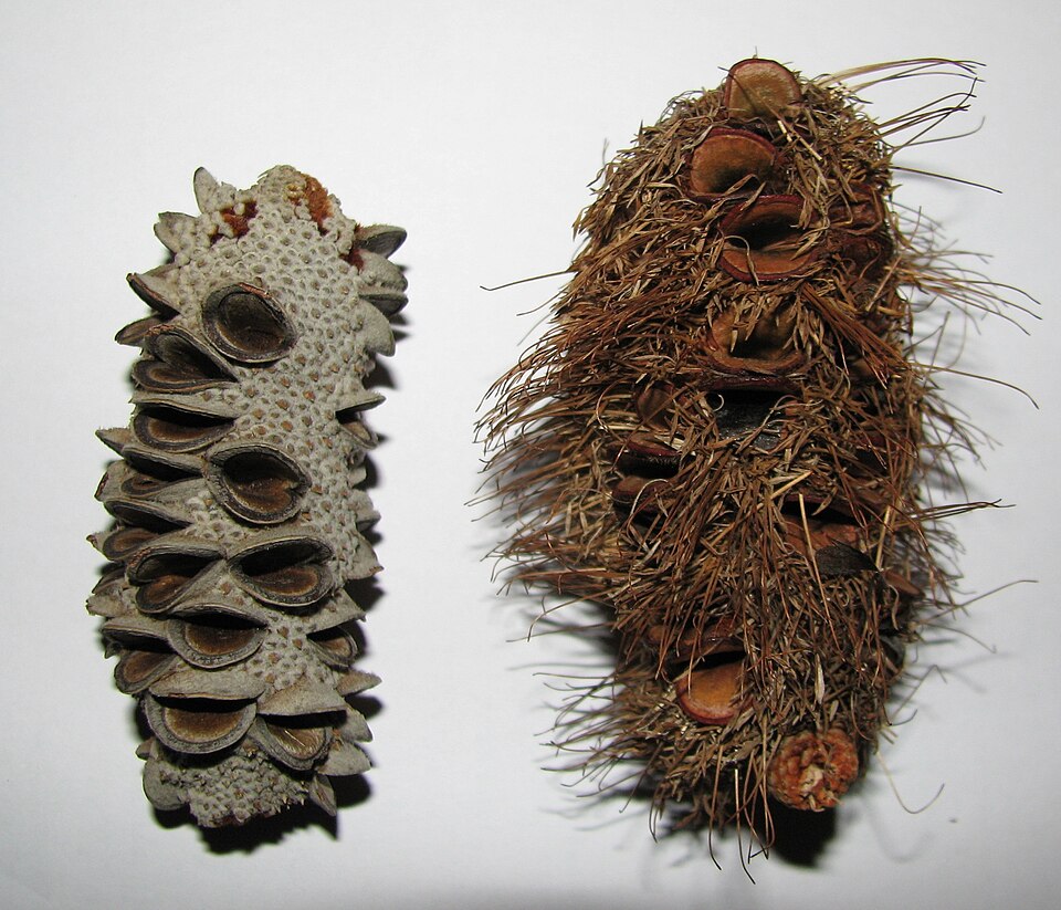 Banksia marginata (Silver Banksia)