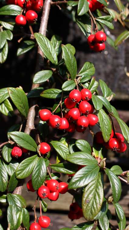 Cotoneaster dammeri (Bearberry Cotoneaster) (alternate view 8)