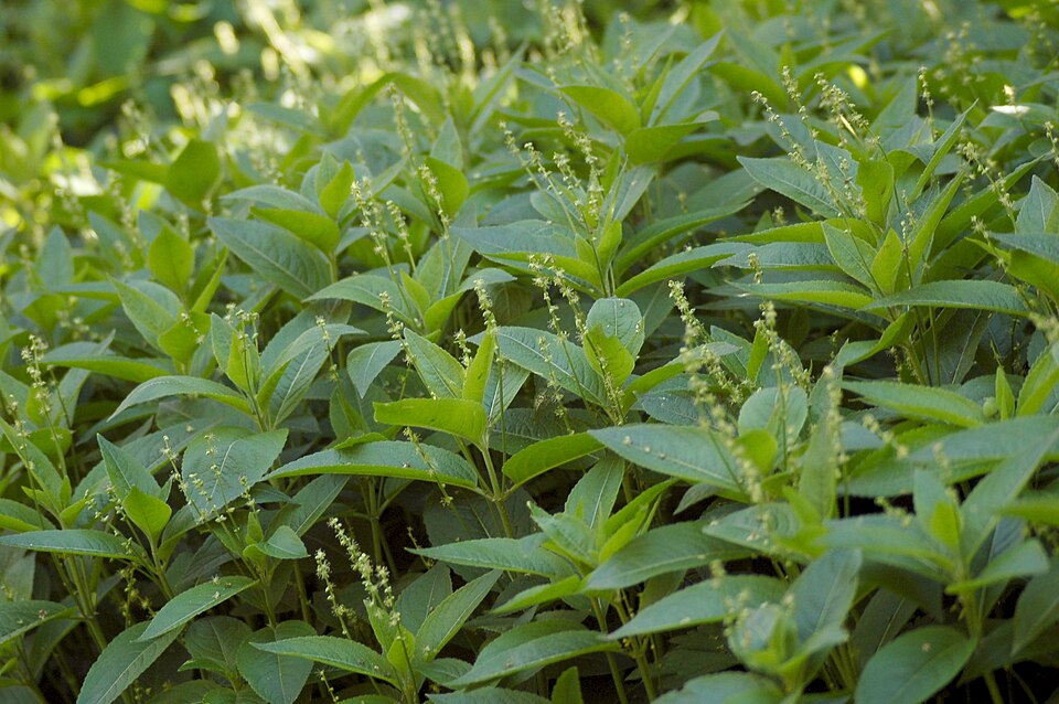 Mercurialis perennis (Dog's Mercury)