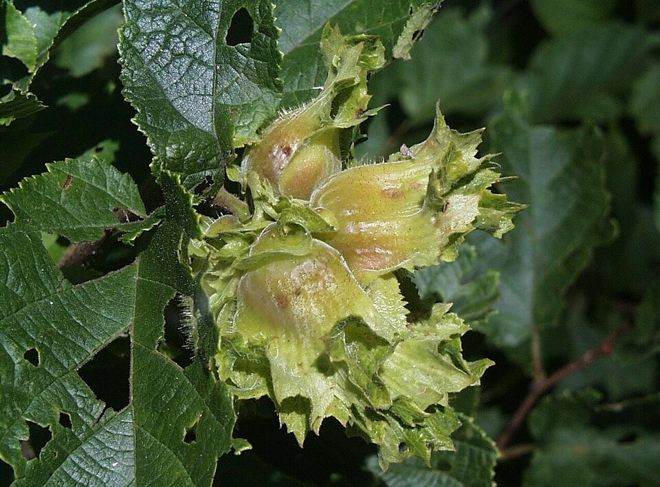 Corylus americana (American Hazelnut) (alternate view 6)