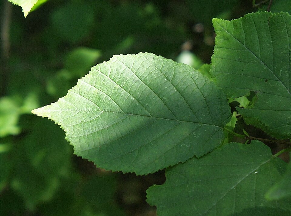 Corylus americana (American Hazelnut) (alternate view 7)