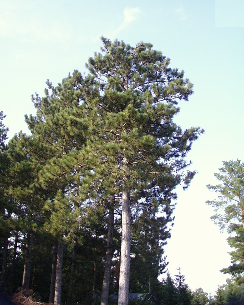 Pinus resinosa (Red Pine)