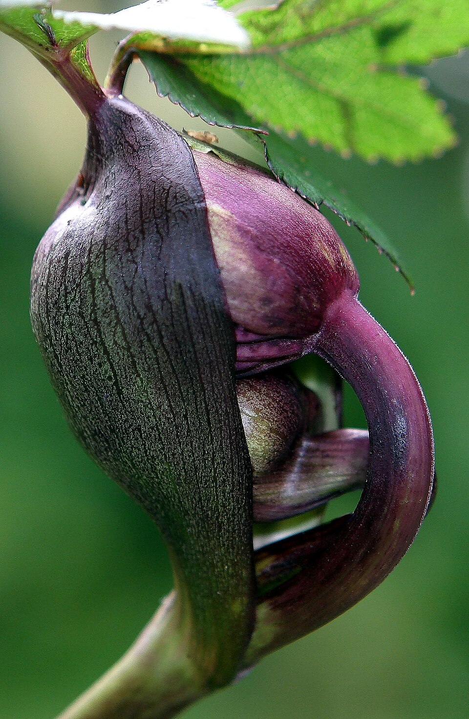 Angelica gigas (Korean Angelica) (alternate view 8)