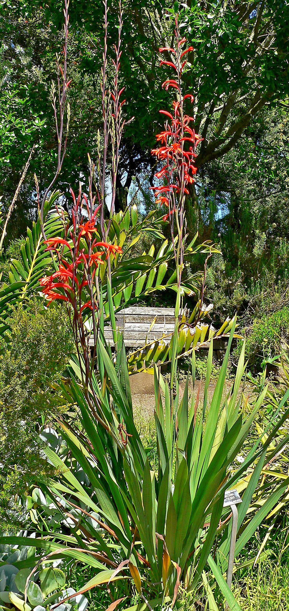 Watsonia meriana (Bulbil Bugle-lily) (alternate view 6)