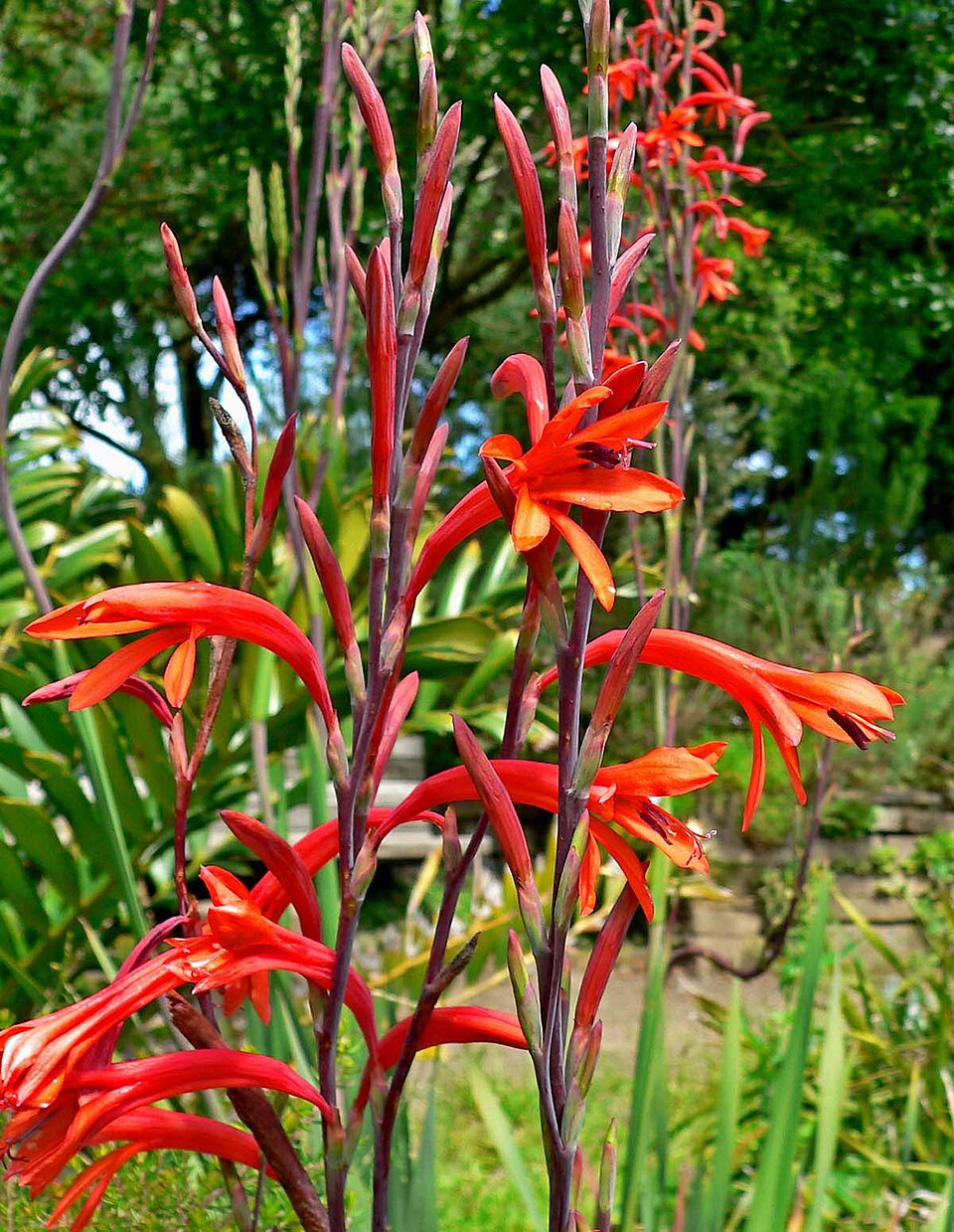 Watsonia meriana (Bulbil Bugle-lily) (alternate view 7)
