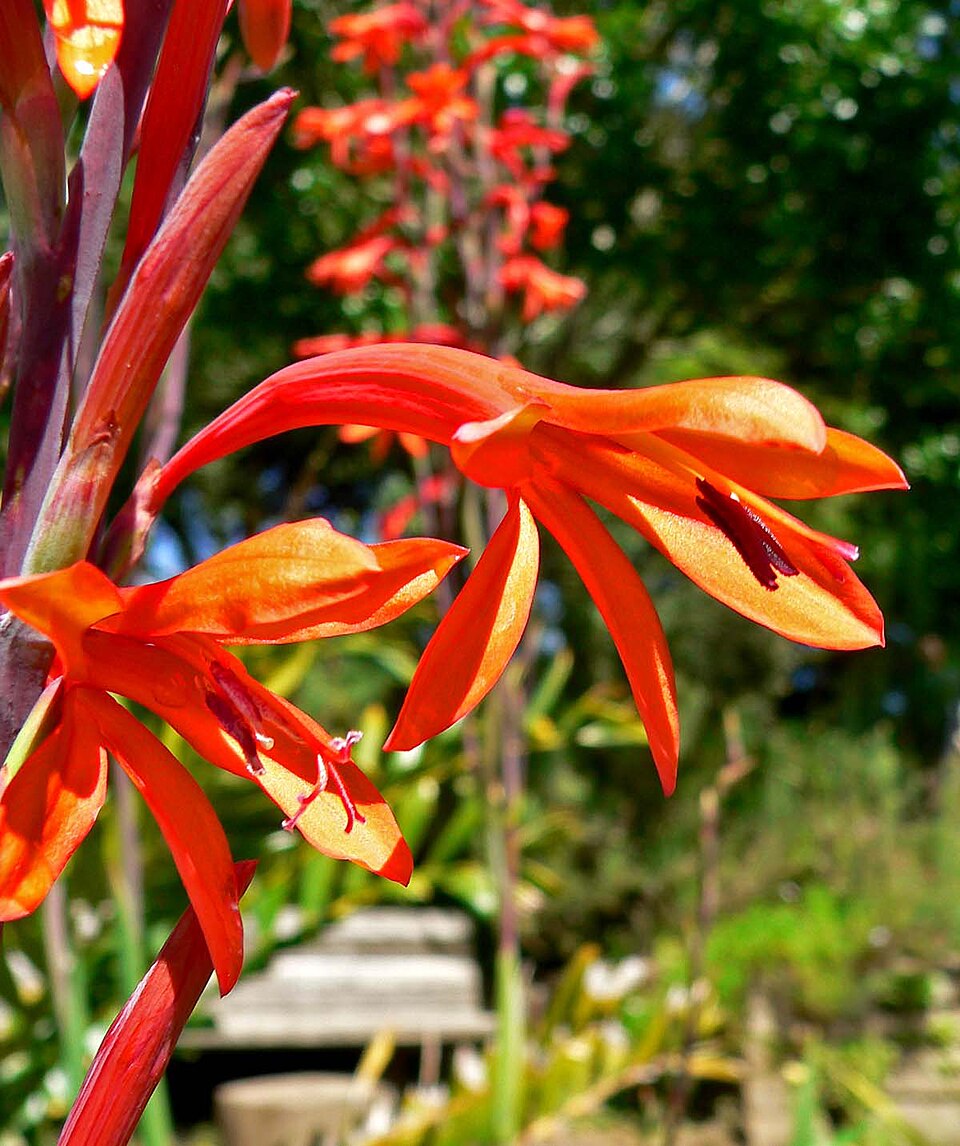 Watsonia meriana (Bulbil Bugle-lily) (alternate view 8)