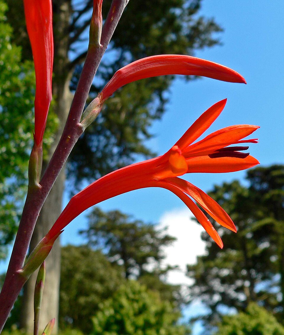Watsonia meriana (Bulbil Bugle-lily) (alternate view 9)