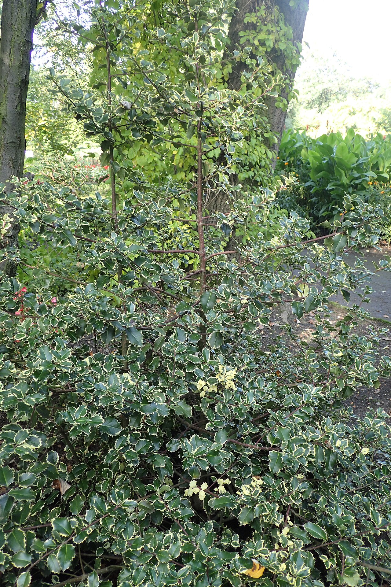 Ilex aquifolium 'Silver Queen', Variegated English holly — upright evergreen (Aquifoliaceae) (image 1 of 4)