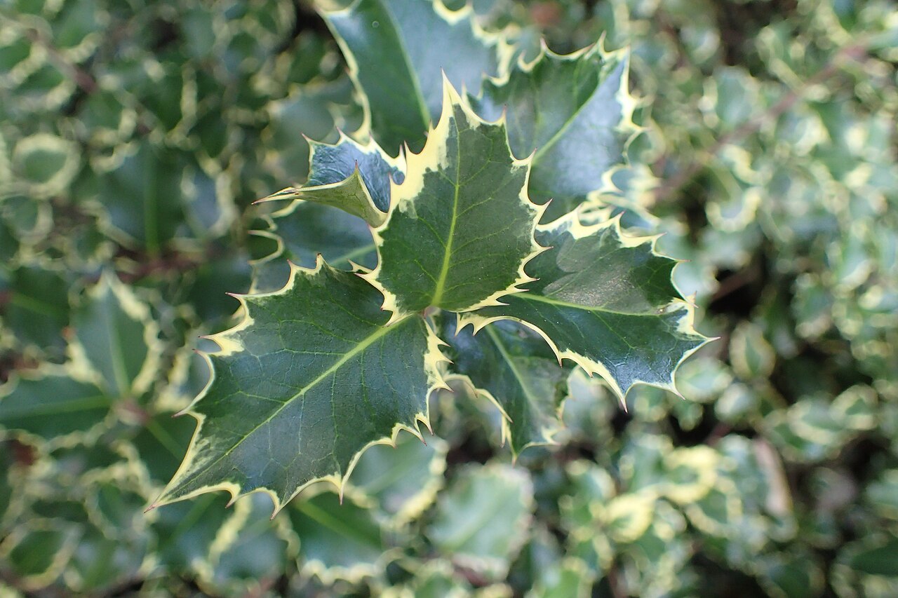 Ilex aquifolium 'Silver Queen', Variegated English holly — upright evergreen (Aquifoliaceae) (image 2 of 4)