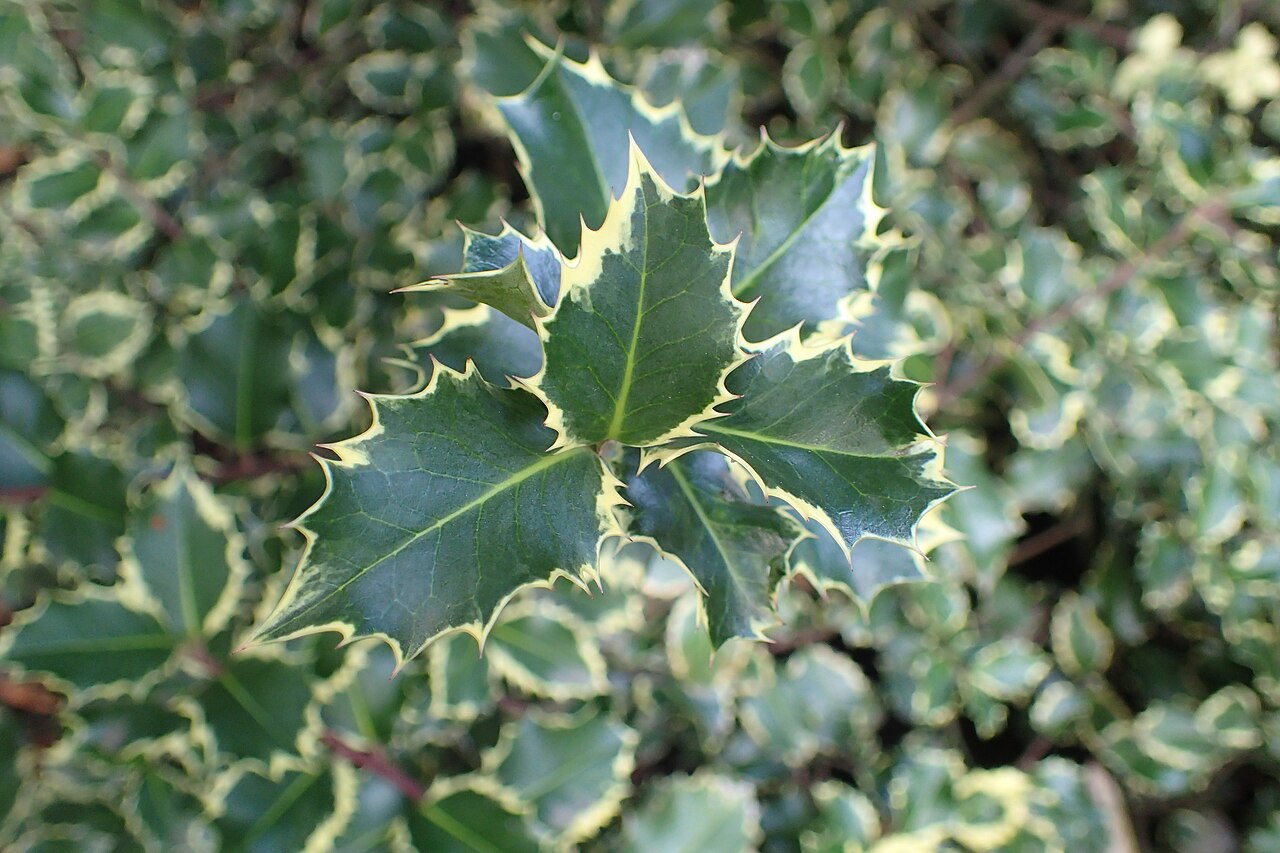 Ilex aquifolium 'Silver Queen', Variegated English holly — upright evergreen (Aquifoliaceae) (image 3 of 4)