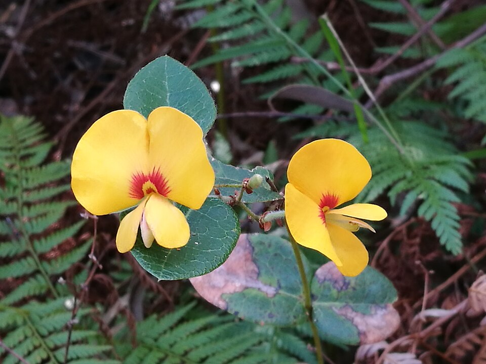 Platylobium formosum (Handsome Flat Pea) (alternate view 4)