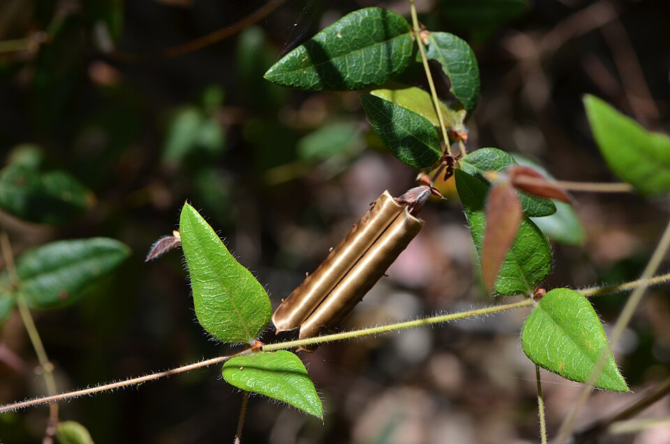 Platylobium formosum (Handsome Flat Pea) (alternate view 5)