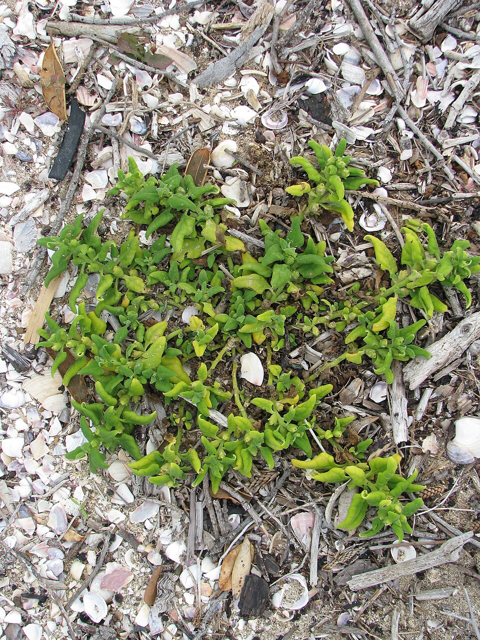 Tetragonia tetragonoides (New Zealand Spinach) (alternate view 7)