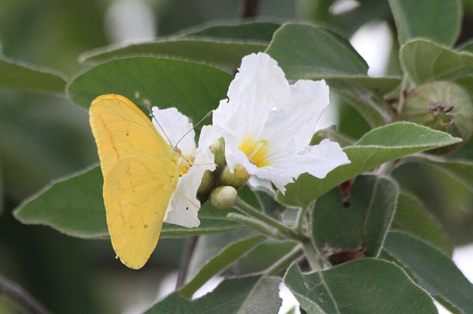 Cordia boissieri (Anacahuita) (alternate view 9)