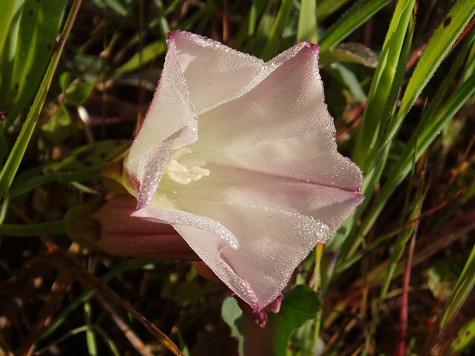 Calystegia purpurata (Pacific False Bindweed) (alternate view 7)