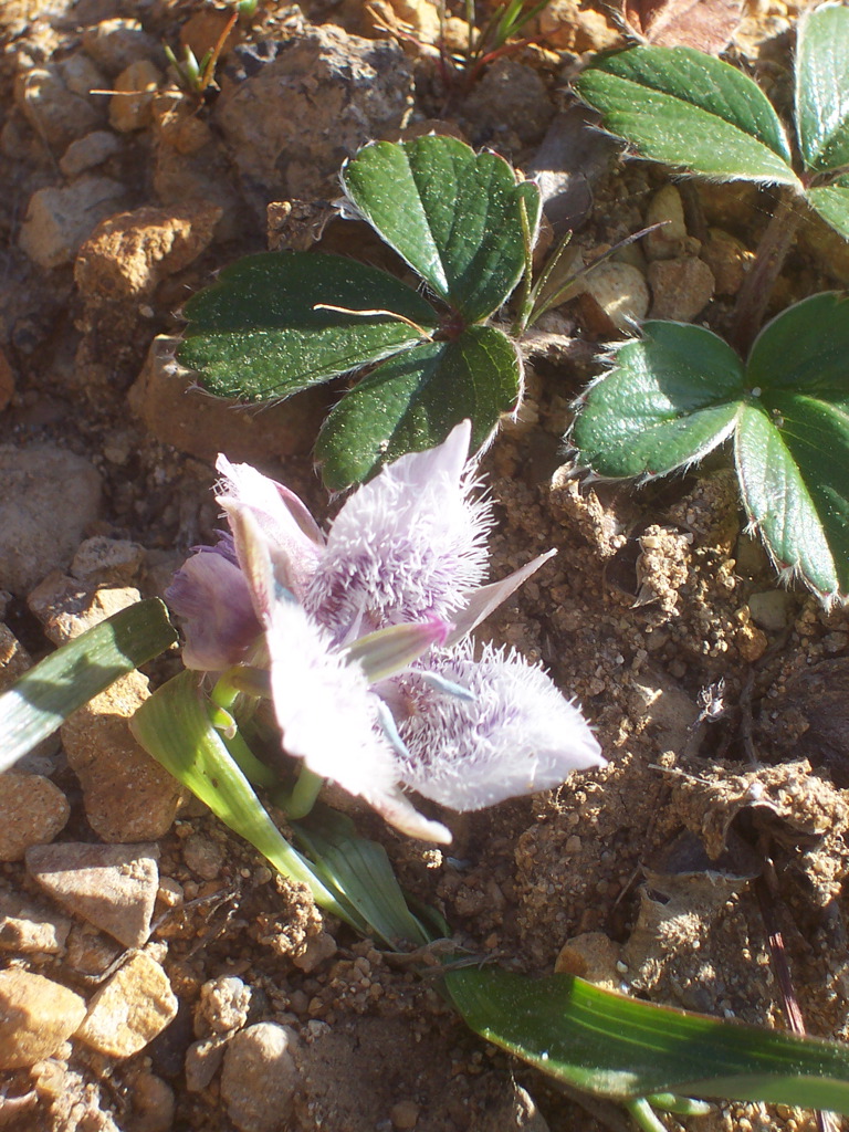 Calochortus tolmiei (Tolmie's pussy ears)