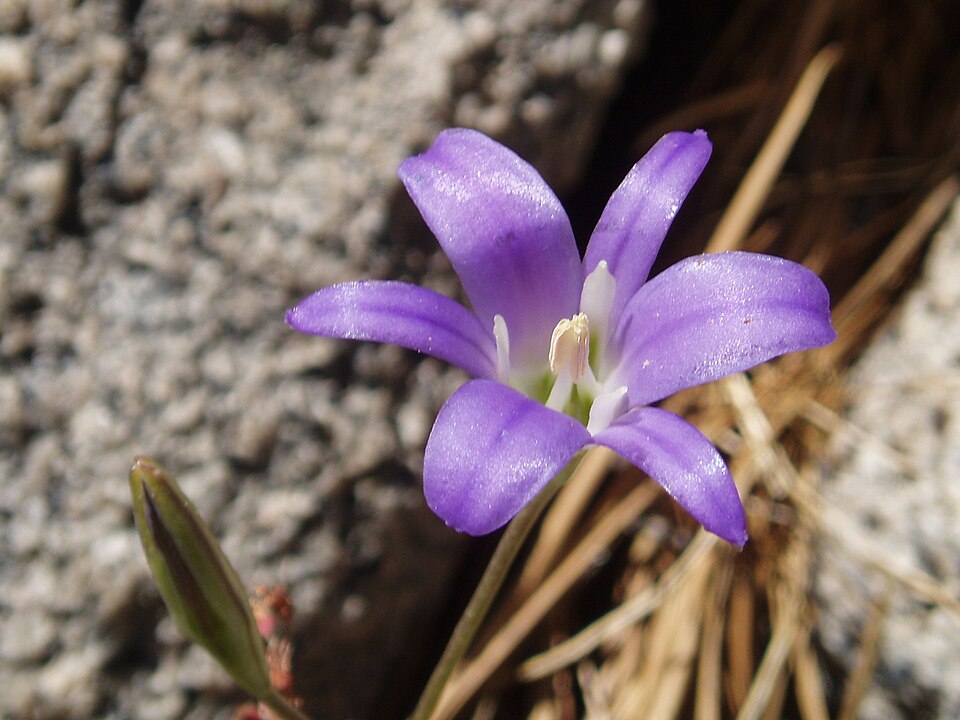 Brodiaea elegans (Harvest Brodiaea) (alternate view 5)