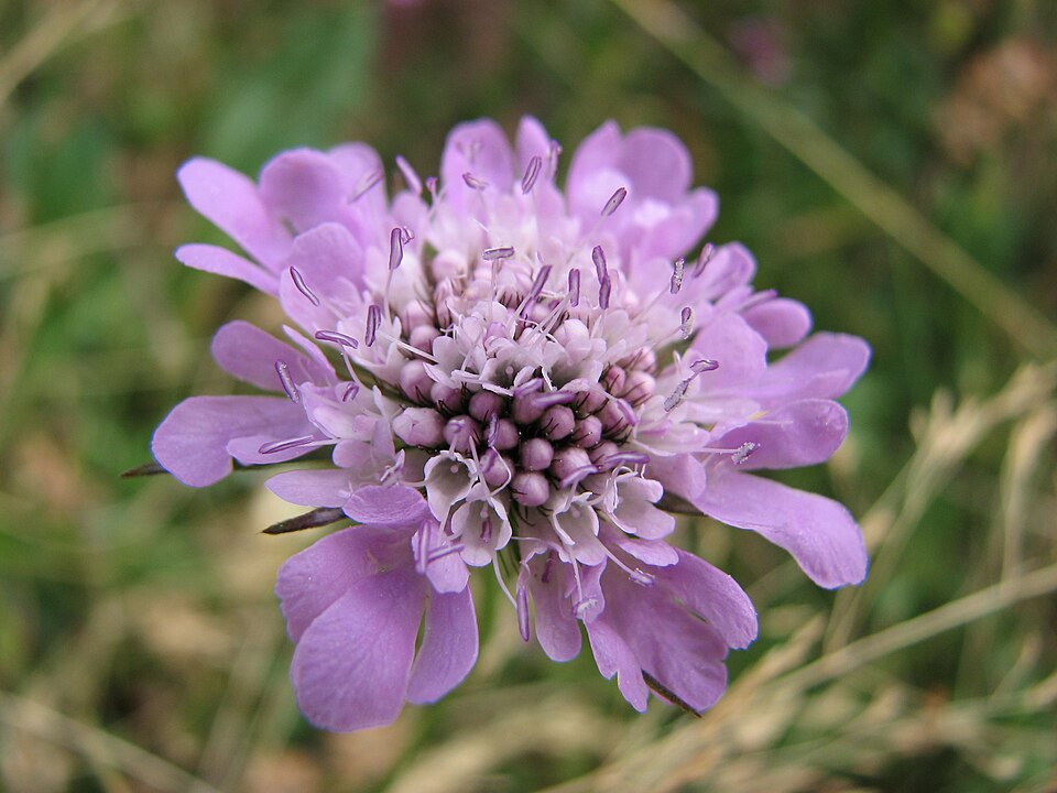 Scabiosa (Pincushion flowers) (alternate view 6)
