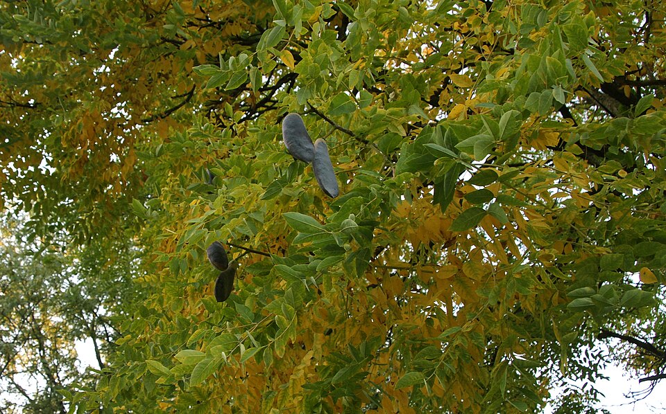Gymnocladus dioicus (Kentucky coffee tree) (alternate view 7)