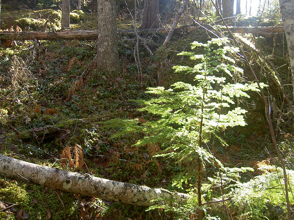 Tsuga heterophylla (western hemlock) (alternate view 5)
