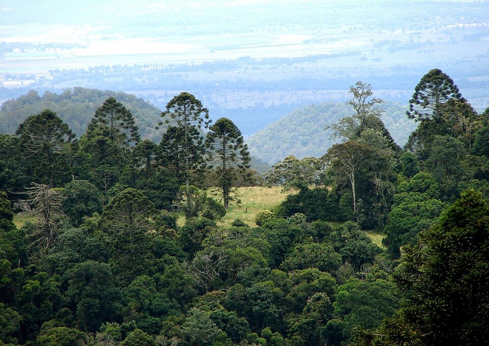 Araucaria bidwillii (Bunya Pine) (alternate view 7)